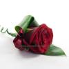 grandprix rose buttonhole (1)